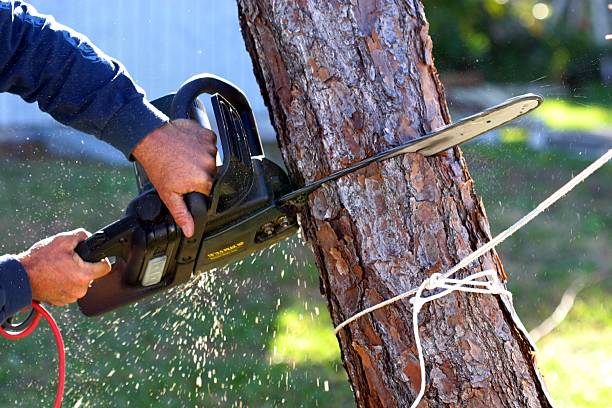 Professional Tree Care in Summerlin South, NV