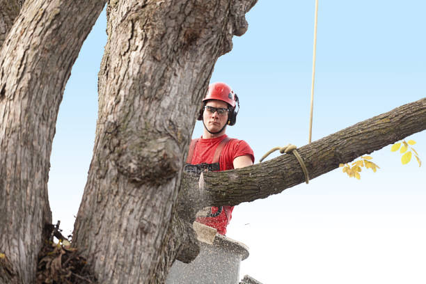 How Our Tree Care Process Works  in  Summerlin South, NV